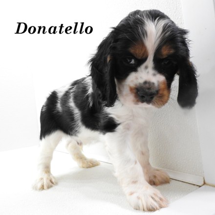 puppy, for, sale, Cockilier, Joe & Cherri  Overlease, dog, breeder, Miller, MO, dog-breeder, puppy-for-sale, forsale, nearby, find, puppyfind, locator, puppylocator, aca